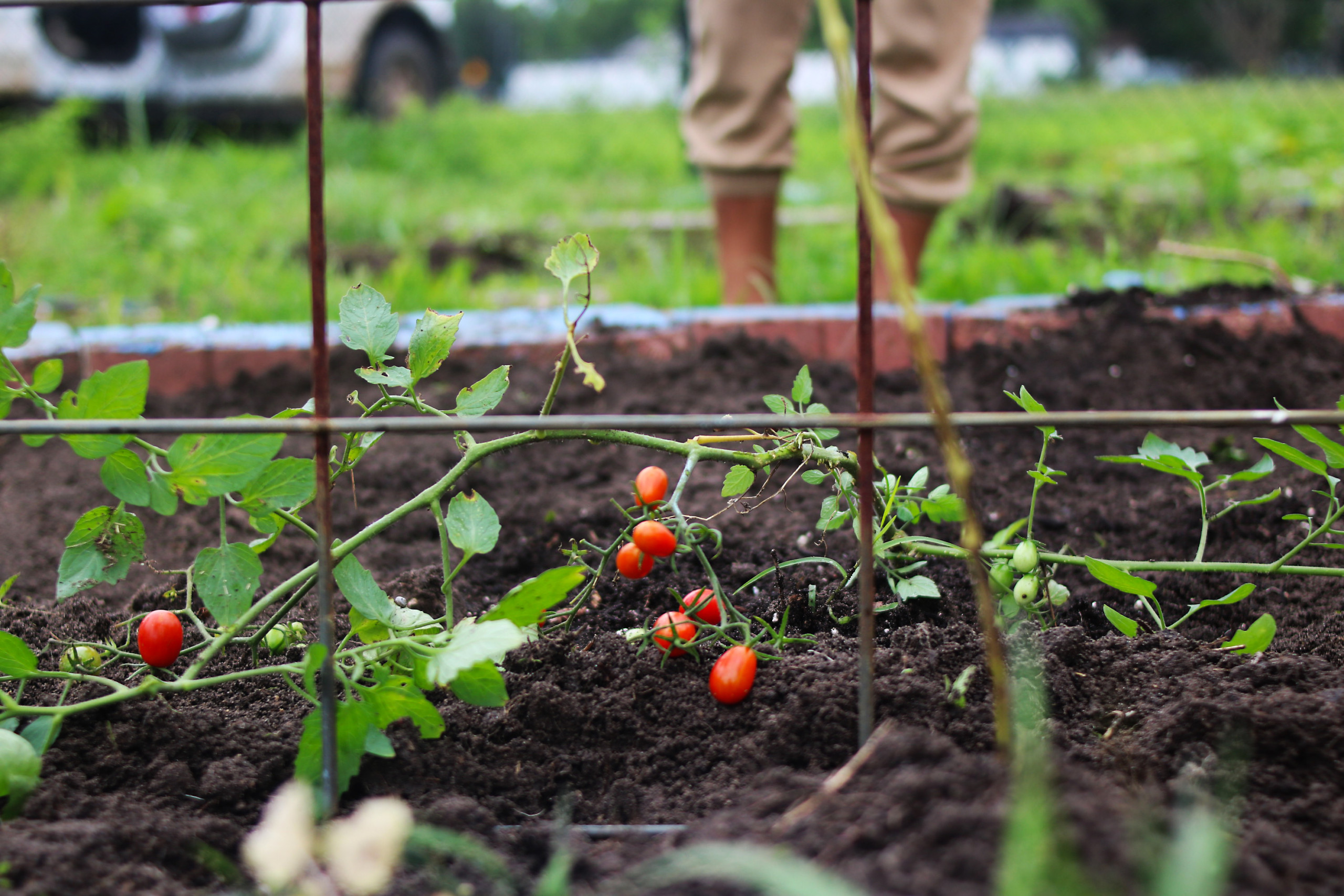 M.C. Williams Elementary Garden Clean-Up
