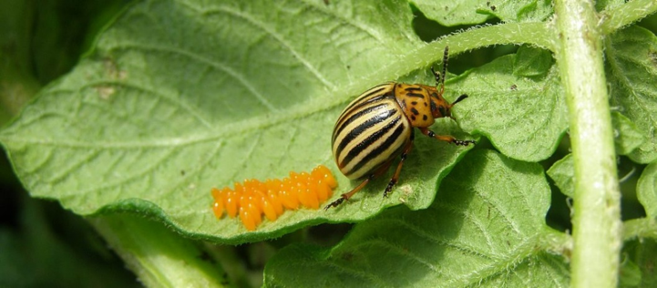 Colorado Potato Beetle