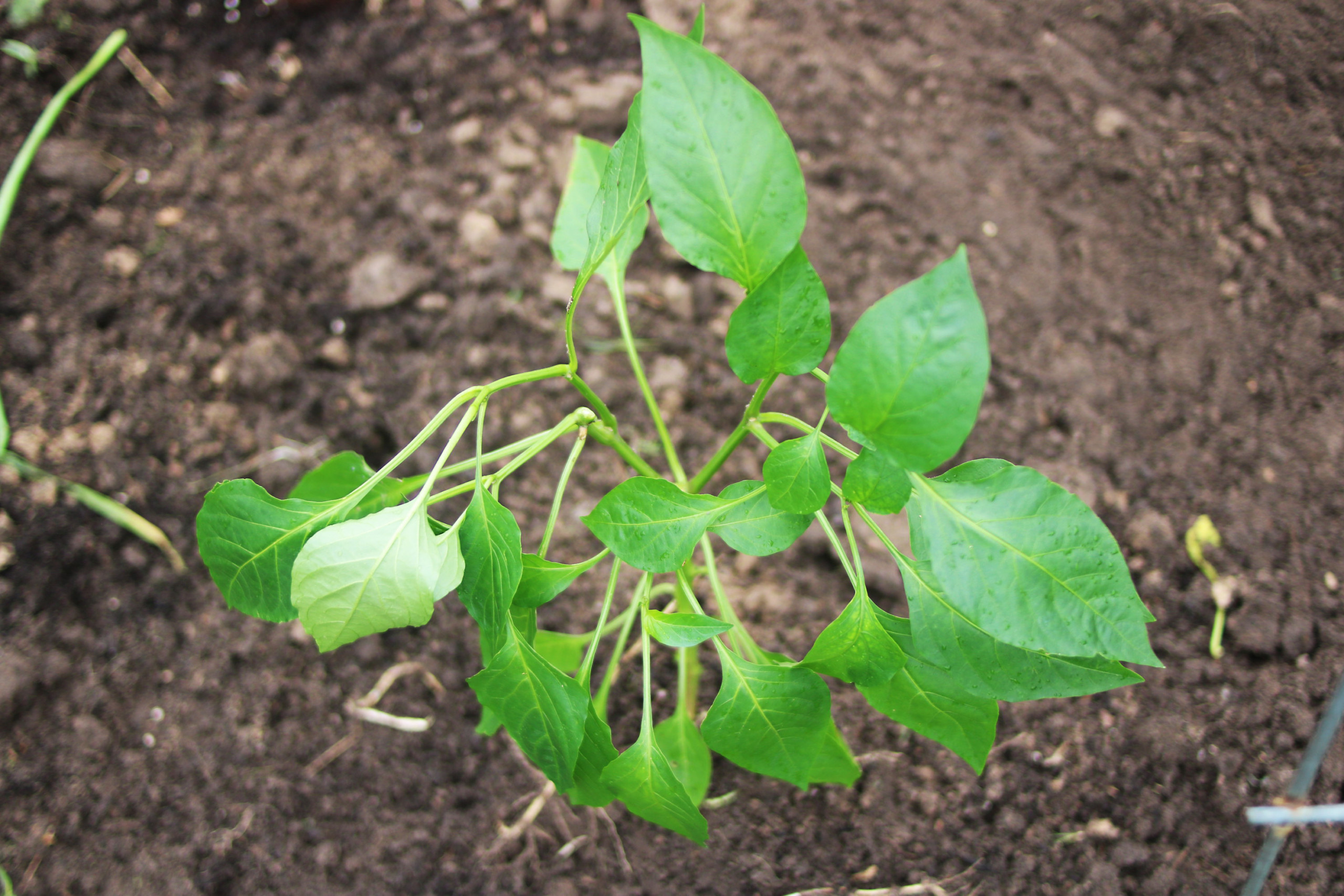 M.C. Williams Elementary Garden Clean-Up