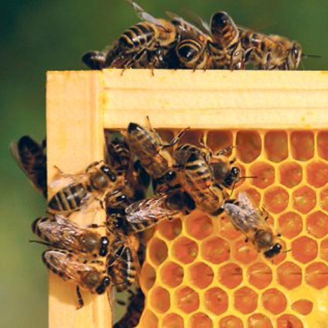 Several bees on a honeycomb