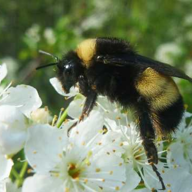 bee on a white flower