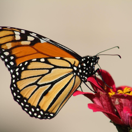 Orange butterfly on a red flower