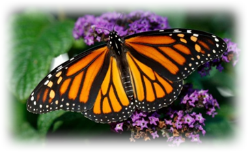 Orange and black butterfly on top of a purple flower