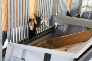 Improving Feed Utilization Efficiency in Goat