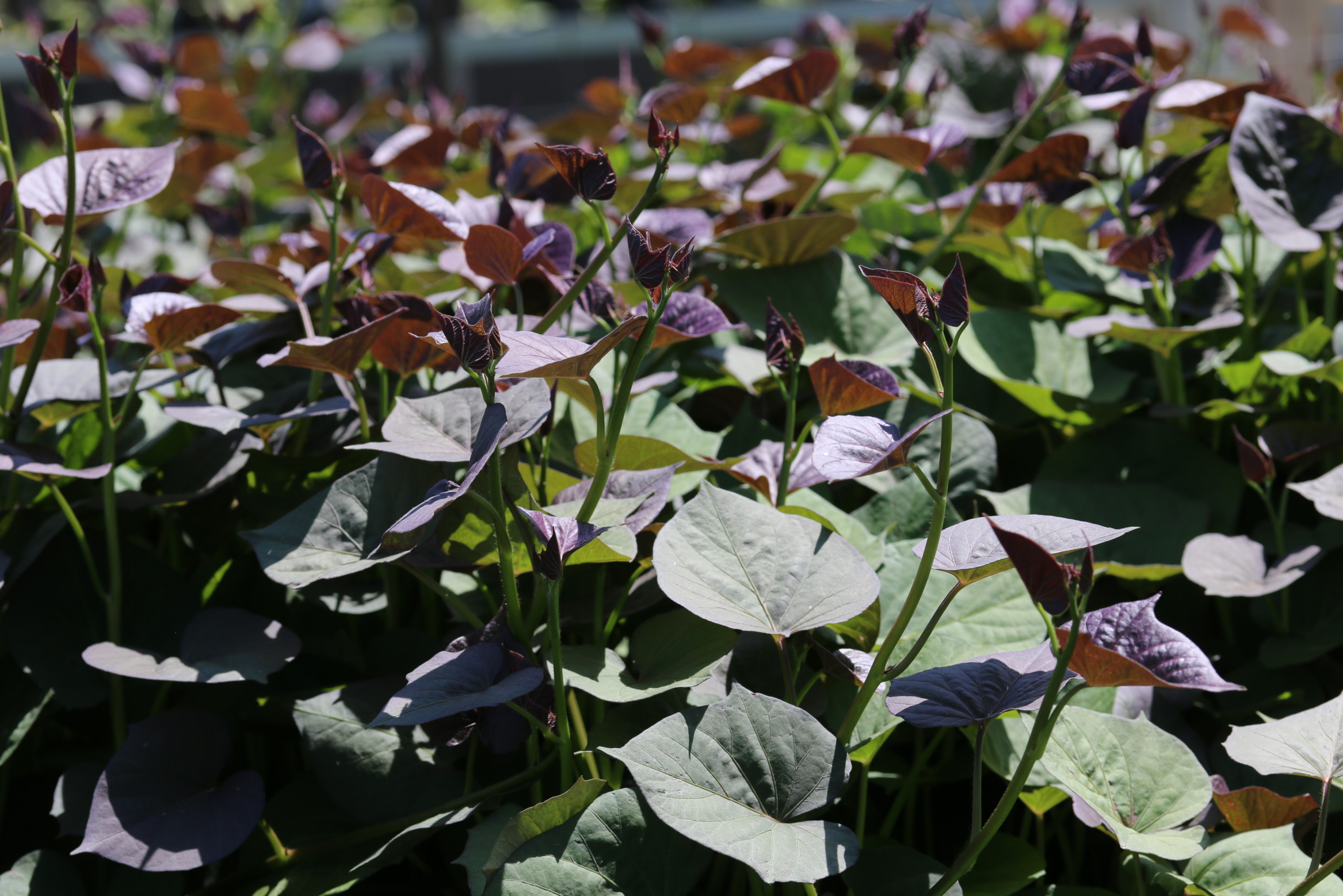 Sweet Potato Breeding