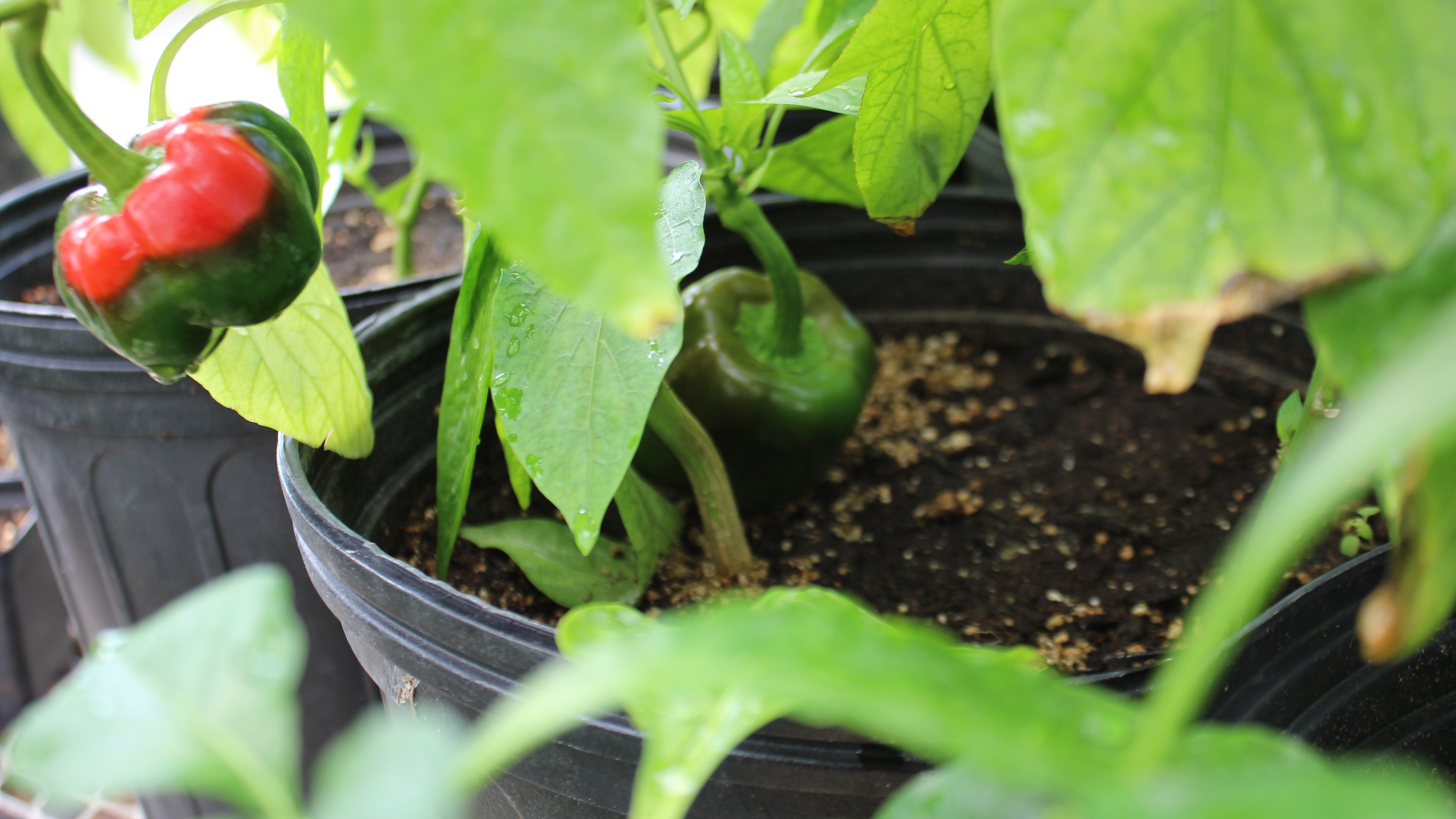 Plant Systems Research