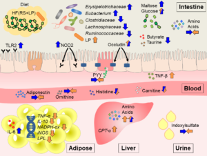 Host-Diet-Microbiome interactions in Obesity Management