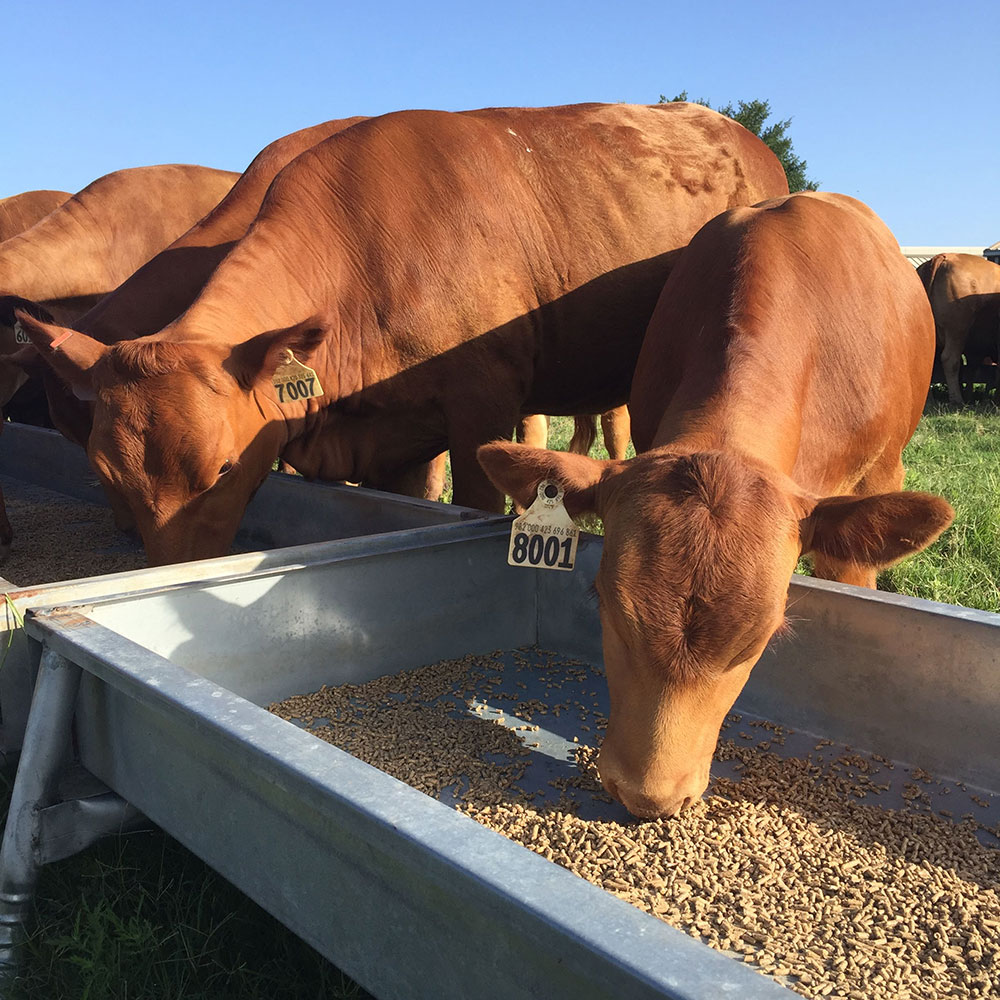 Cows eating