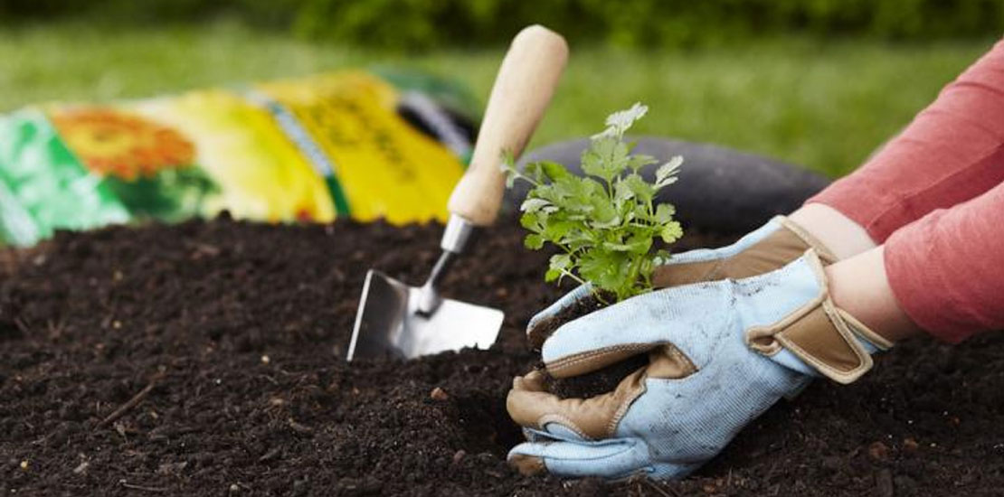 blue gloved hands cupping fertilizer