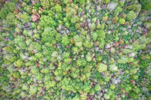 picture of beautiful trees