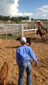 Jeremy Brown roping cattle