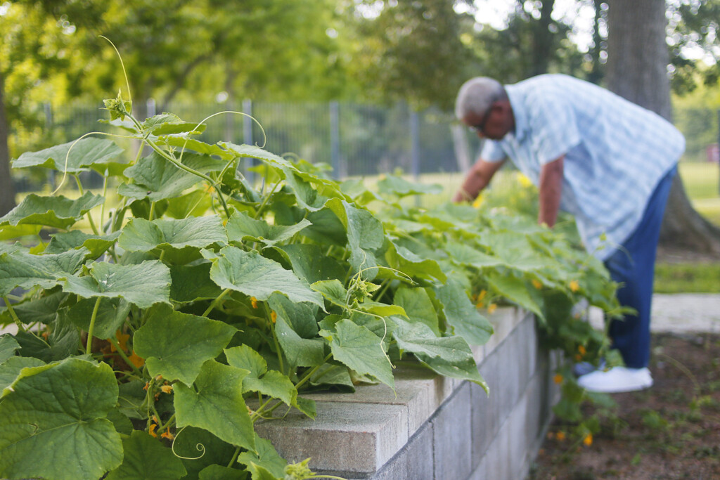 wellness-in-houston-leads-agriculture-and-community-garden-series-in