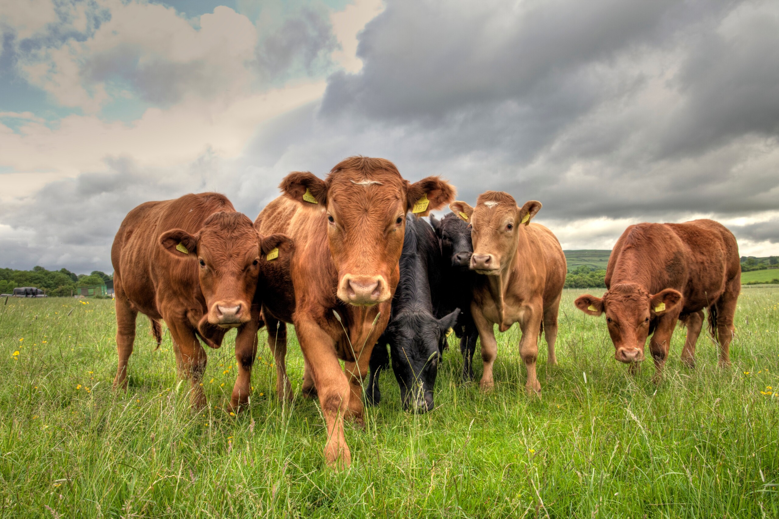Limousin Bullocks In A Field