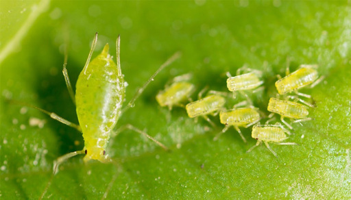 Aphids