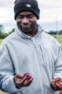 Dr. Ampim examining the Sorrel flower