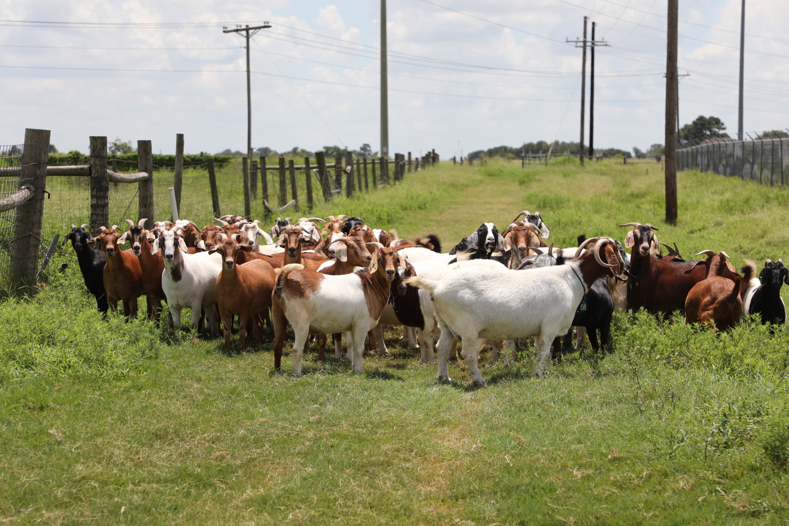 Boer Herd of goats in a grassy pasture for the 4-H Goat Kid Giveaway program