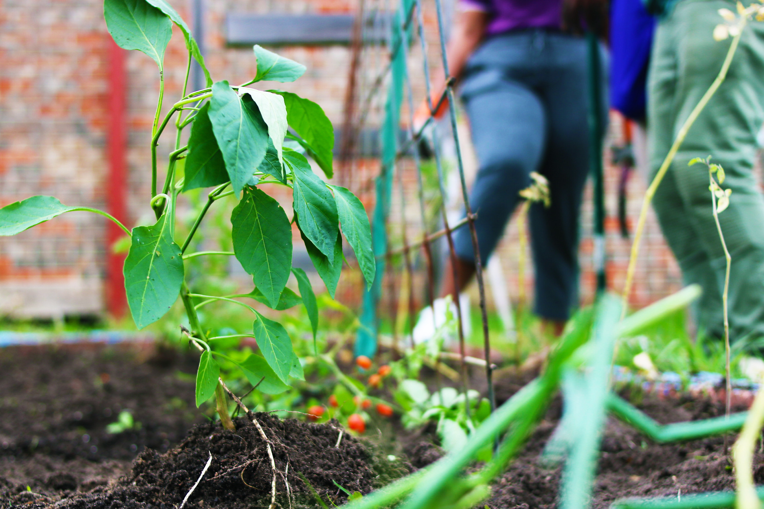 M.C. Williams Elementary Garden Clean-Up