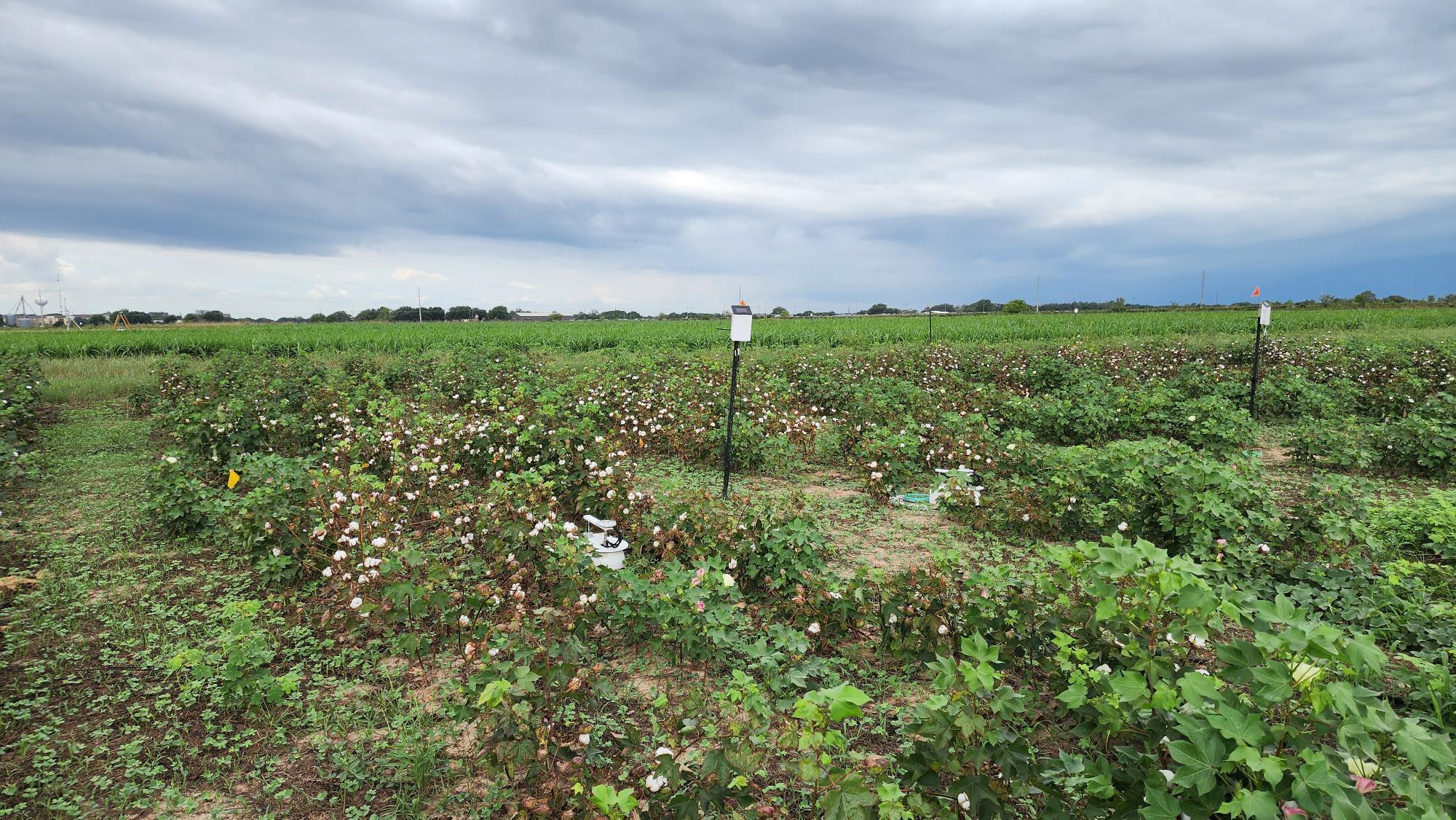 Soil and Climate sensors standing tall in a field of strawberry plants