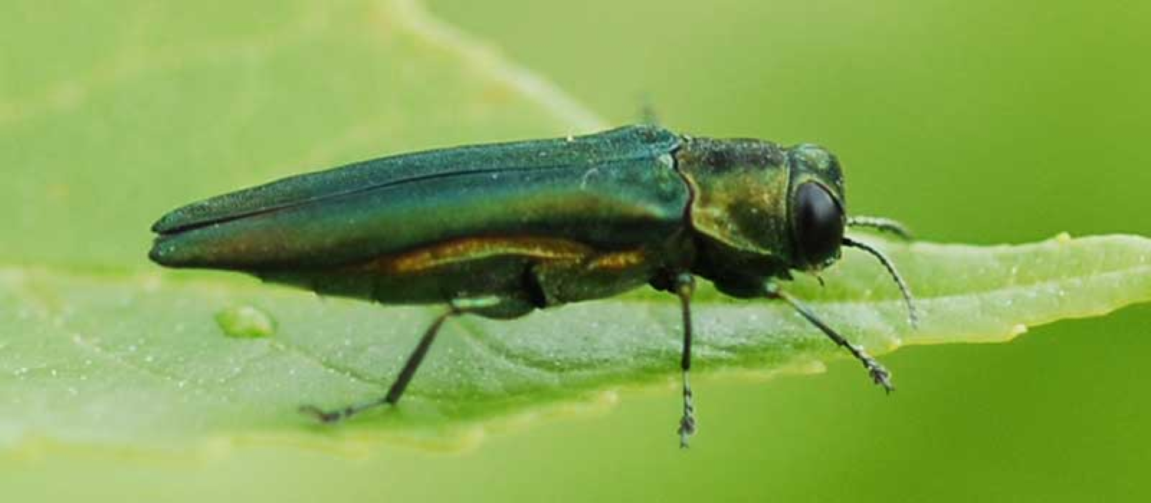 Emerald Ash Borer Emerald Ash Borer
