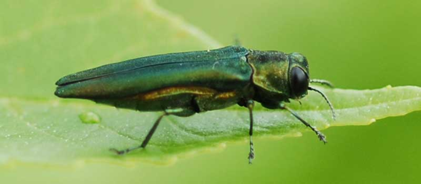 Emerald Ash Borer