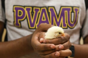 Goal 2: Advance academic excellence and program development