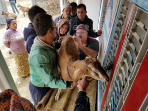 farmer showing goat in nepal