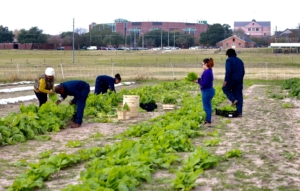 Student Garden Volunteers