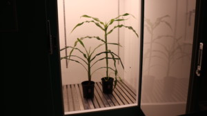 Plants a few weeks later in the growth chamber