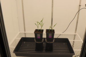 Plants in the plant growth chamber