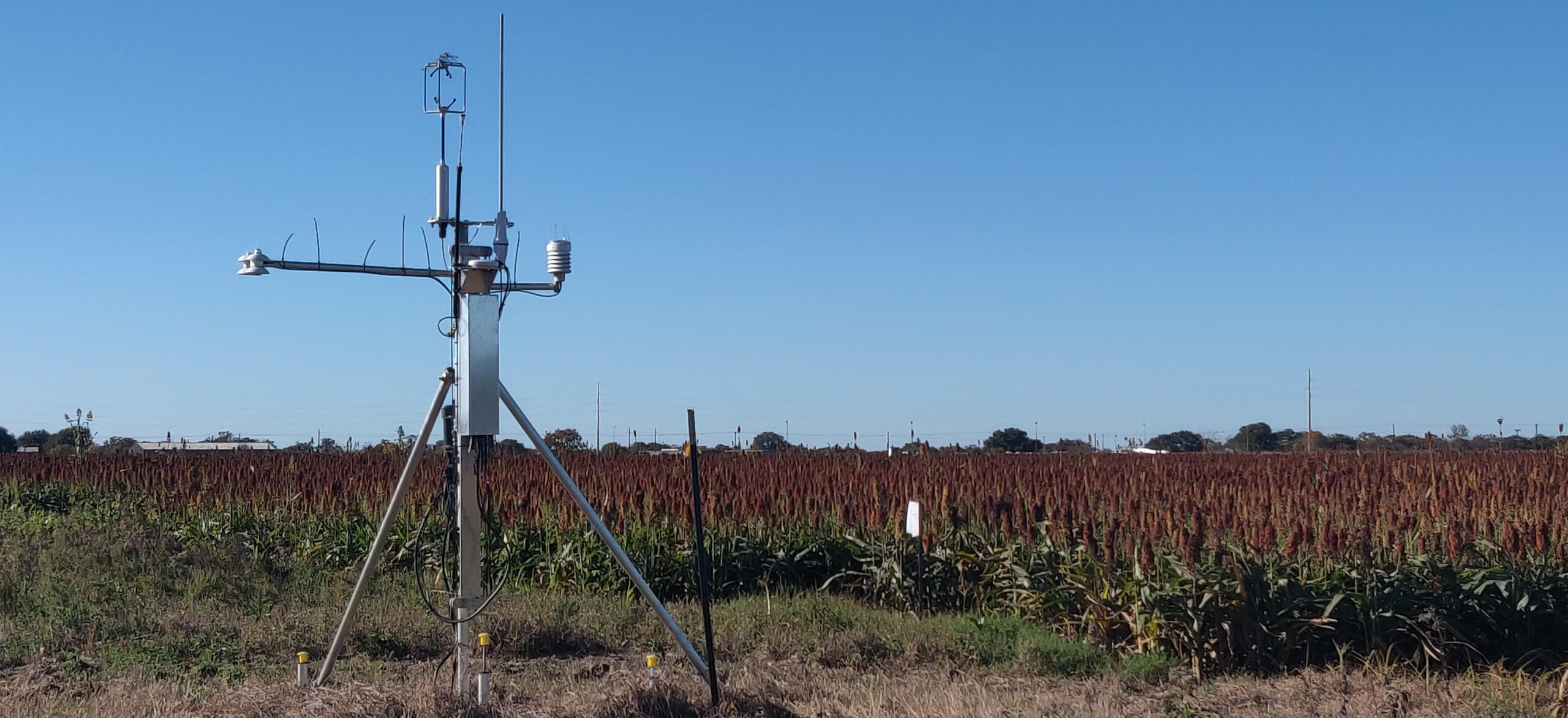 Image of Flux Tower in Sorghum Field