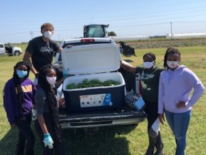 Member of Student-led garden with harvest