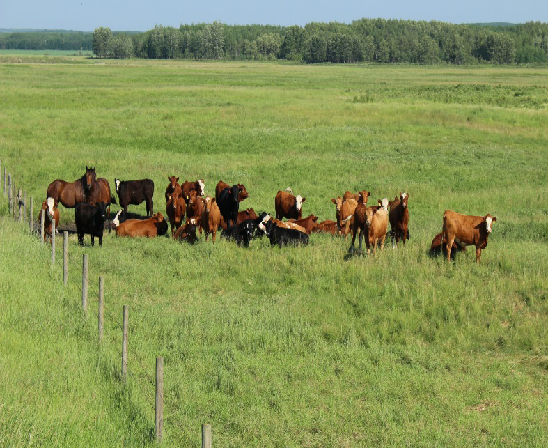 Brown cows in a field