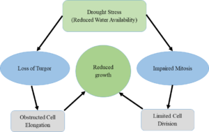 Possible mechanisms of growth reduction under drought stress