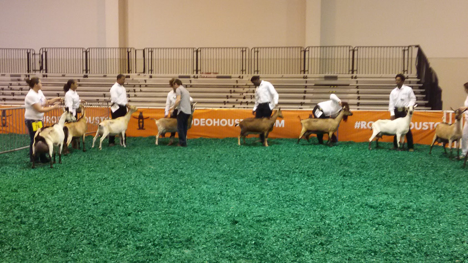 PV Livestock Team milking Alpines