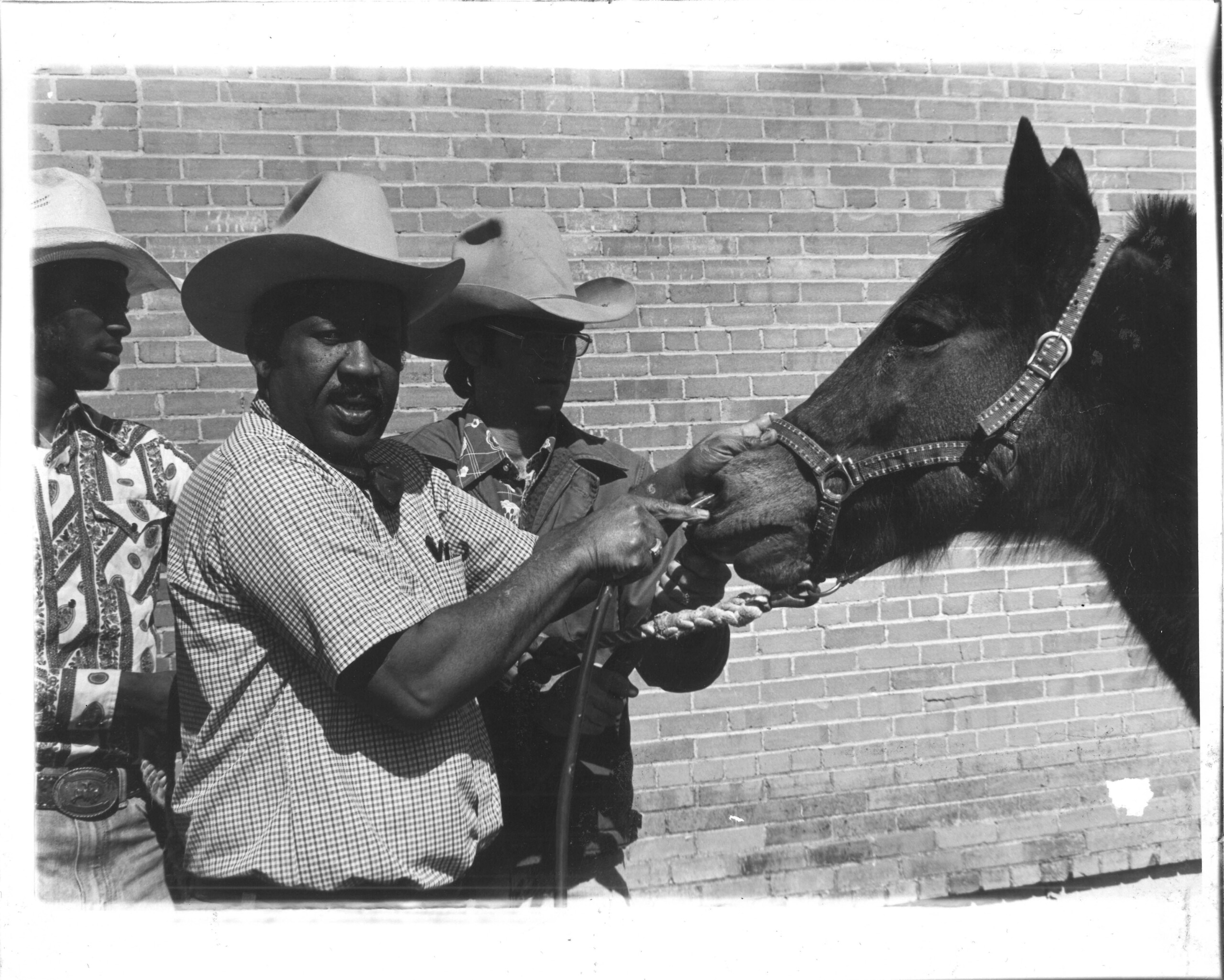 Dr. Poindexter performing an intranasal procedure on horse with 2 men observing.
