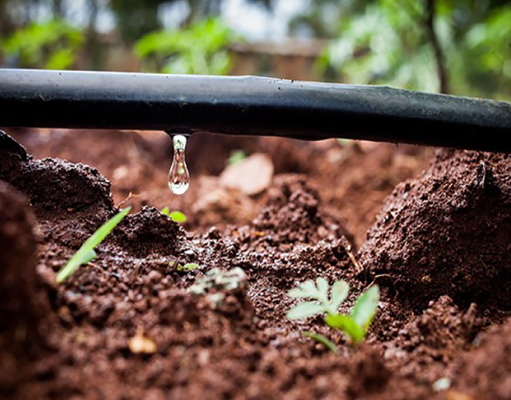 Waterline watering brown soil