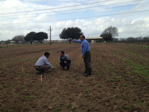 Ripendra Awal, Almoutaz ElHassen and Ali Fares are discussing the experimental layout before seeding the different treatments