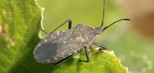 Squash Bug