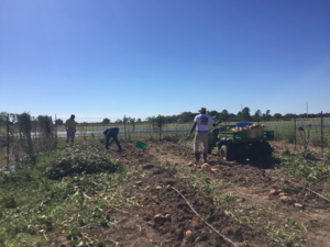 Sweetpotato breeding program