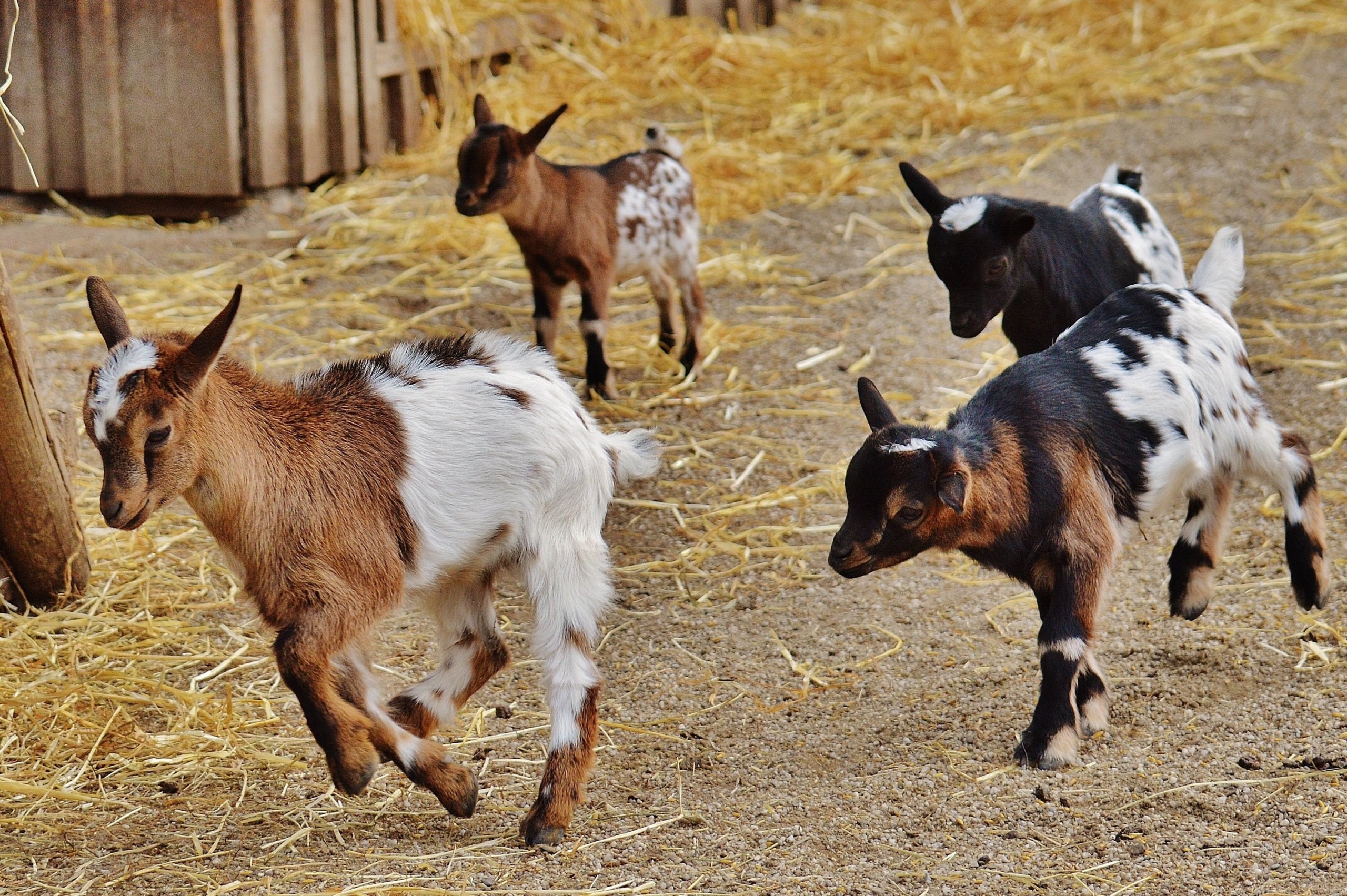 Increasing Small Ruminant Program
