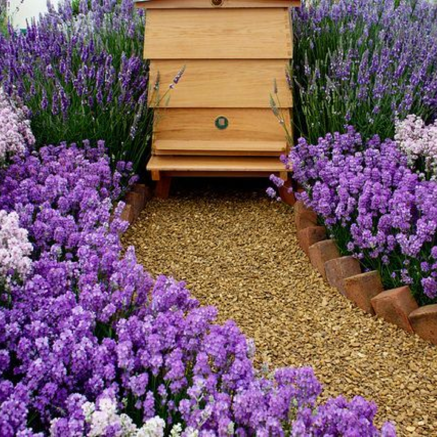 wooden beehive within a garden filled with purple flowers