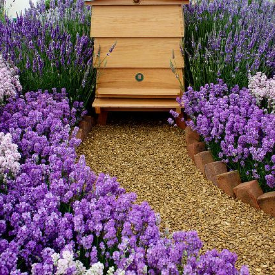 Bees1 wooden beehive within a garden filled with purple flowers