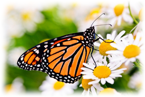 White and orange butterfly on a daisy