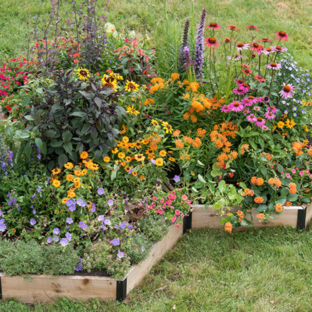 garden with several different types of flowers