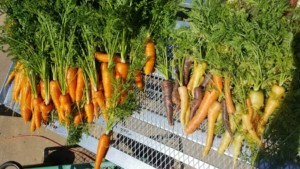 carrots from student-led gardon