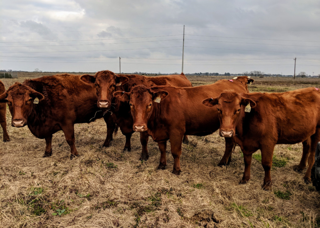 Cows in a field