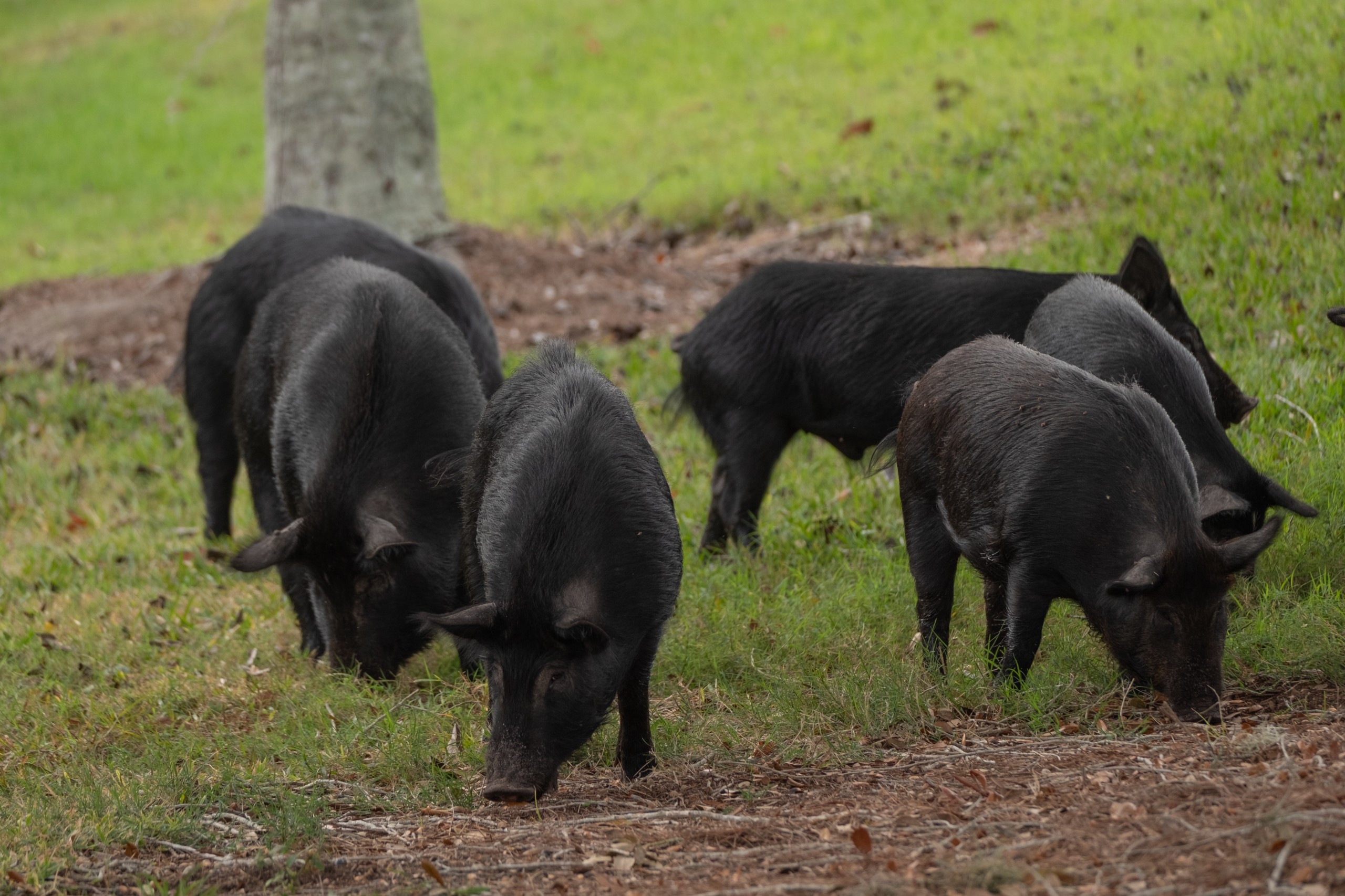 Wildlife Management Program Controlling Feral Hogs Virtual Workshop