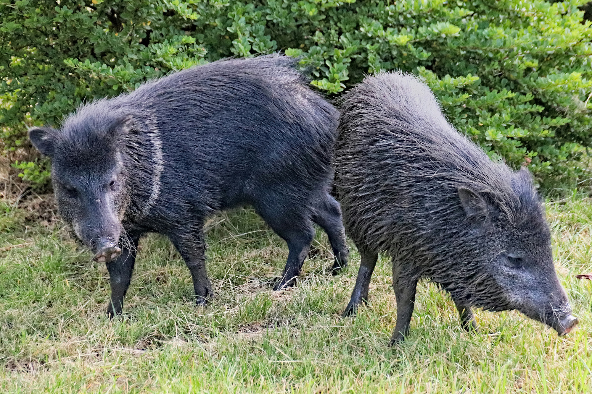 two FERAL HOGs