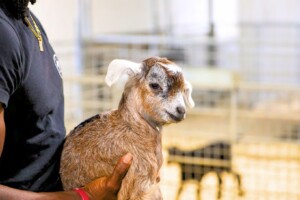 Goal 4: Advance research excellence