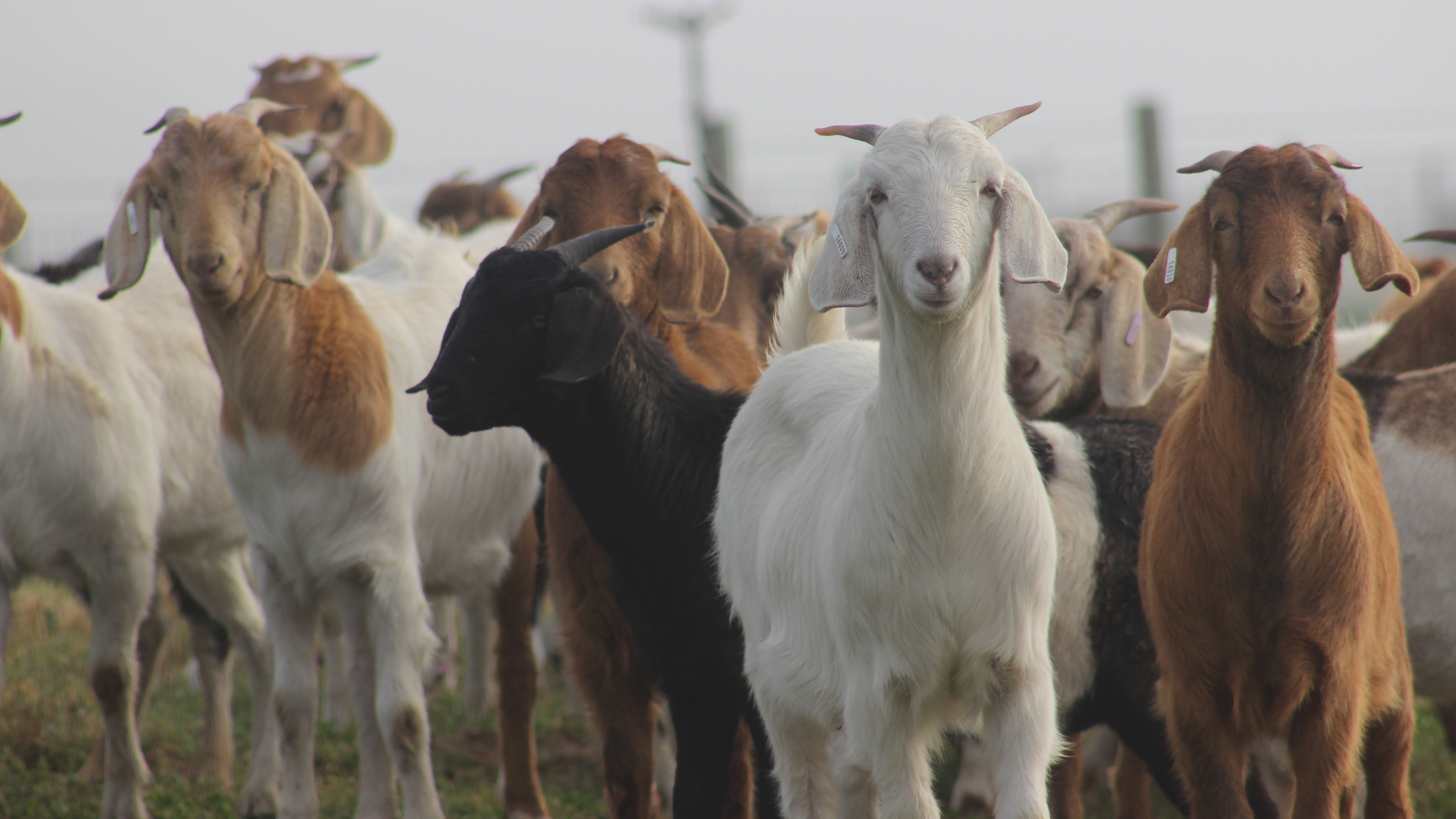 Herd Of Goats